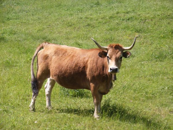 SI, soy la vaca Tuna y ya salté la luna ¿Algún problema? (Yeah, I'm the cow Betty Boon who jumped the Moon, Any problem?)