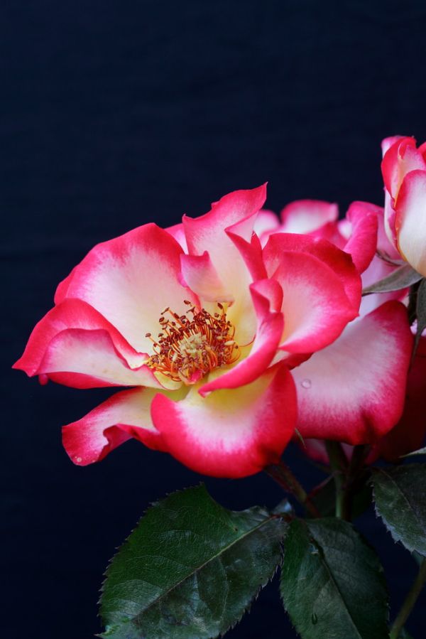 Rosa Betty Boop _0011