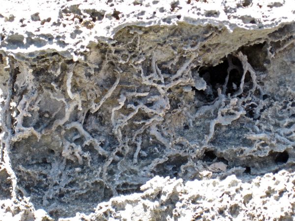 Vegemorphs (rhizocretions) below calcrete paleosol (Green Cay, offshore San Salvador Island, Bahamas) 5