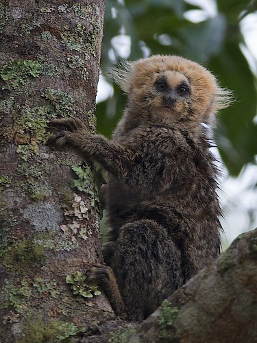 Buffy-headed marmoset (Callithrix flaviceps)