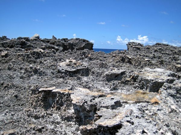 Vegemorphs (rhizocretions) below calcrete paleosol (Green Cay, offshore San Salvador Island, Bahamas) 1