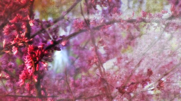 Nature's Journey Spring 3.jpg