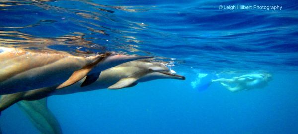 Spinner Dolphins offshore of the island of Hawaii