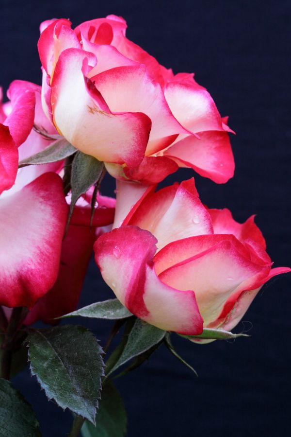 Rosa Betty Boop_0008