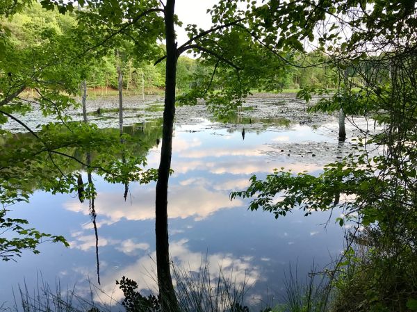 “The all-too-often-forgotten African-American cabaret singer named “Baby” Esther truly gave birth to Betty Boop, yet rarely receives credit for it; her story, in many ways, tells a larger tale about America itself.” ―Gabrielle Bellot 💦