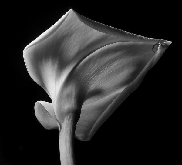 Calla Lily - Looking Up