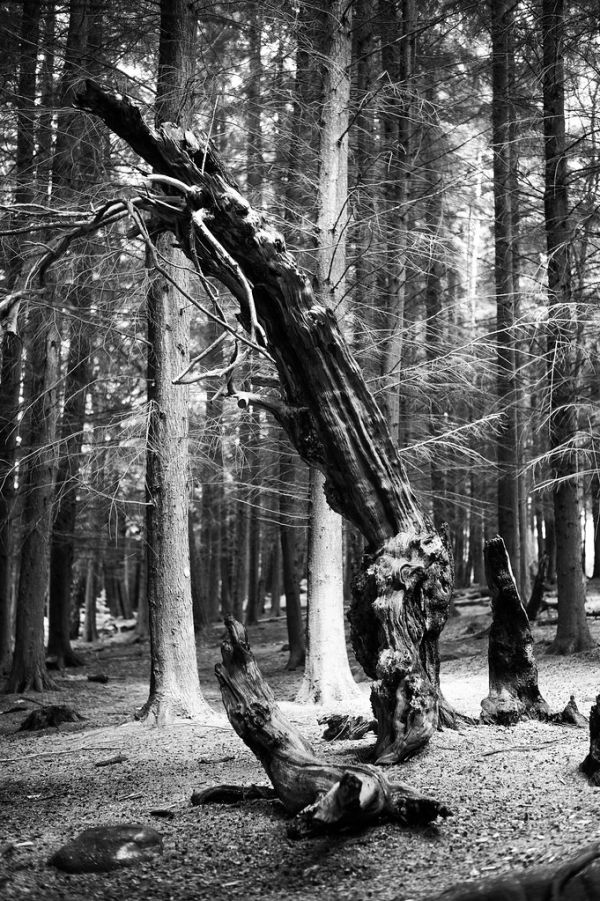 The Betty Kenny Tree