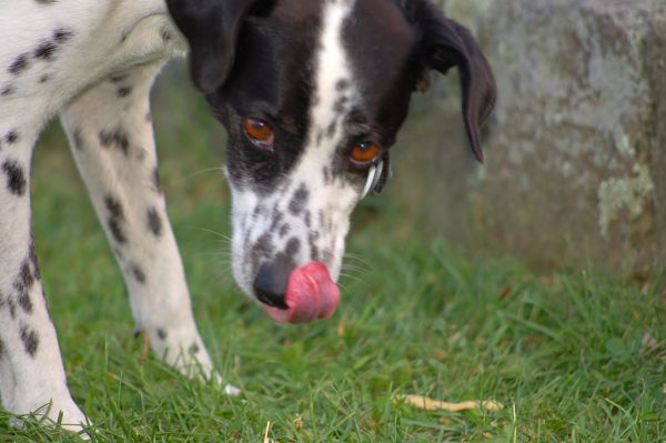 French Fries are Tasty!