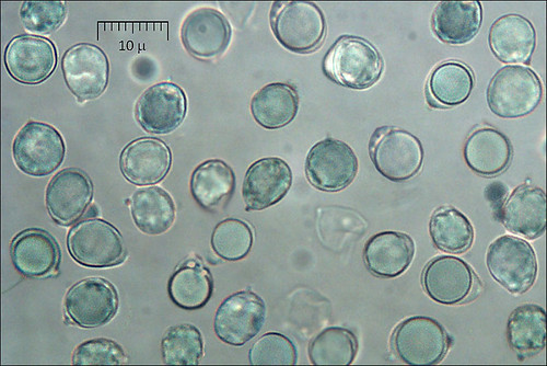 Clavulina-cinerea_1M