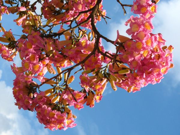 ipê roxo (ype- tabebuia heterophylla) trumpette tree- from my window sao paulo brazil