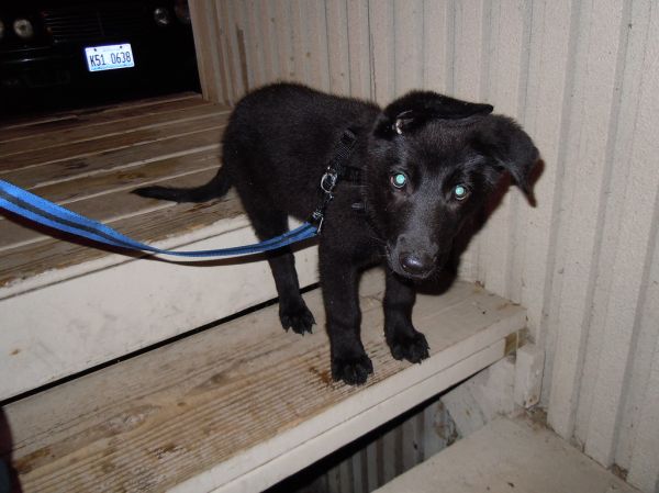Sebastian our 9 week old German Shepherd Puppy
