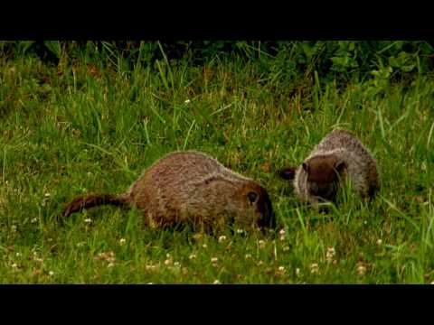 NH Woodchucks out for an early evening nibble - Sony MSW-900