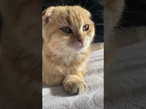 Purring cat🤍🐈 #shortsvideo #cute #cat #mrr #purringcats #viralshorts #kitten