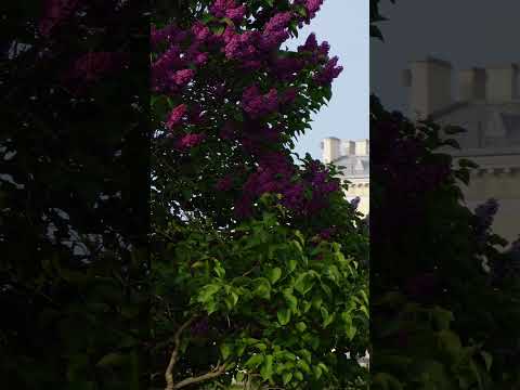 Architecture &amp; Dark🦄Purple Lilac 4K #explore #landscape #art #colors #europe #nature #famous #travel