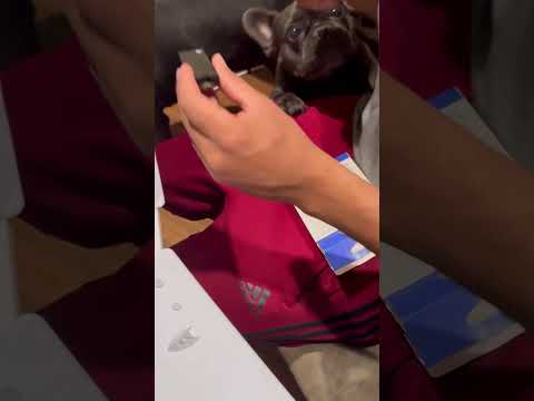 Installing SD on a Digital PS5  #ps5 #playstation #sony #frenchbulldog #dadlife #9to5