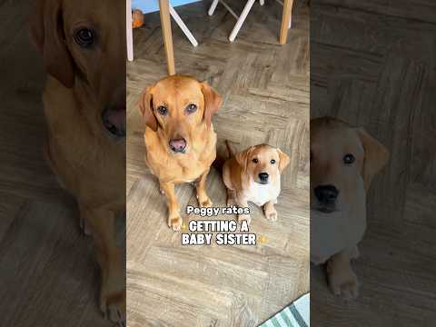 Peggy RATES getting baby Betty.. does she love her? 🥹🤭🤣 #labpuppy #puppy #labrador #dog #doglife